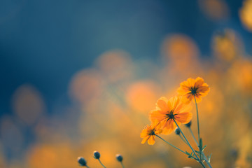 宠物美容师证怎么考